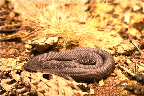 夢見別人給我洗車啥意思_周公解夢官網