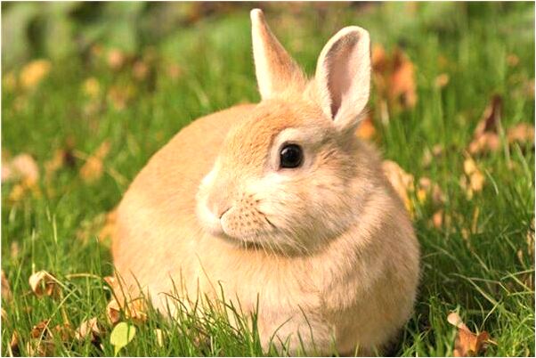 夢到了好多魚缸很多魚是凶兆還是吉兆_周公解夢官網