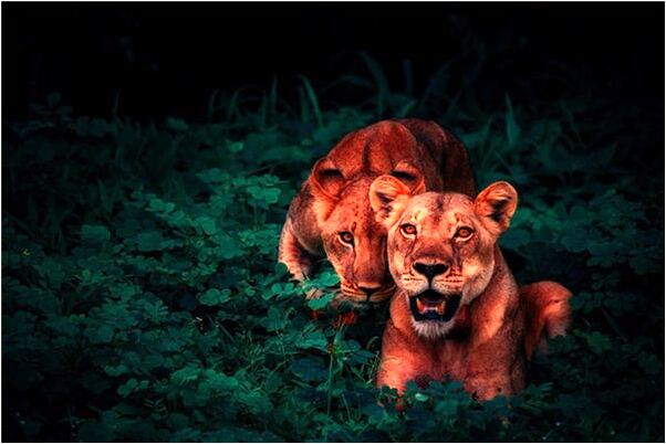 夢見別人說梨里有蟲子是什麼意思_周公解夢官網