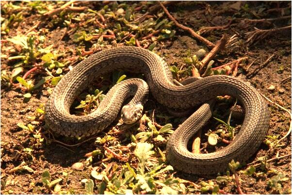 夢到算卦先生給自己算卦有什麼寓意嗎_周公解夢官網