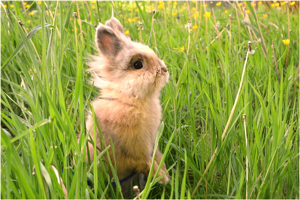 夢見戴腳鏈什麼預兆_周公解夢官網