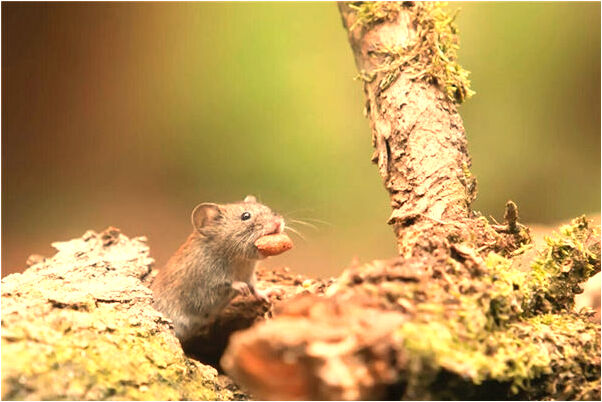 夢到爸爸買房了的預兆_周公解夢官網