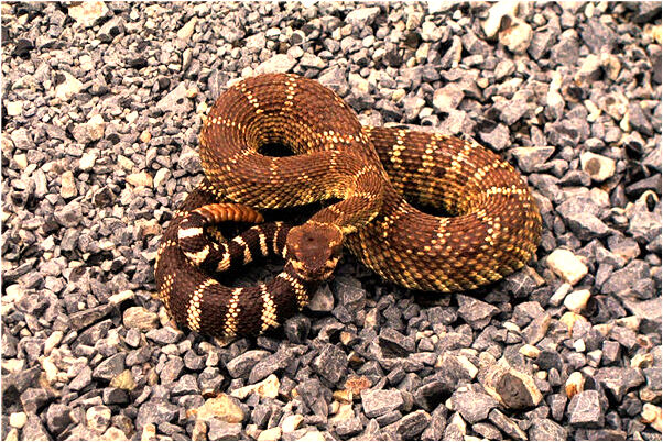 夢到石山爬上一座沙礫怎么回事_周公解夢官網