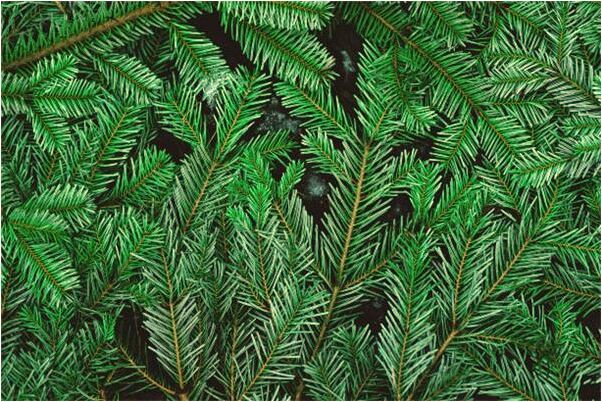 夢到別人給我映山紅有什麼預示嗎_周公解夢官網