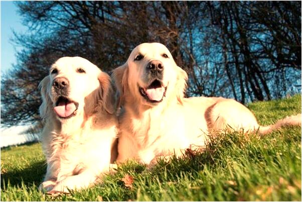 夢見朋友給我縫扣子是凶兆還是吉兆_周公解夢官網