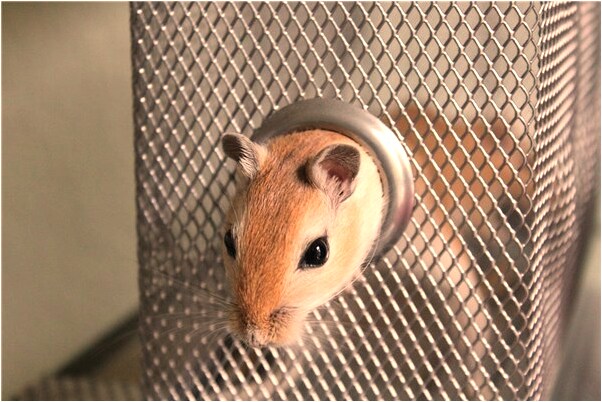 夢到等級考試沒過是咋回事_周公解夢官網