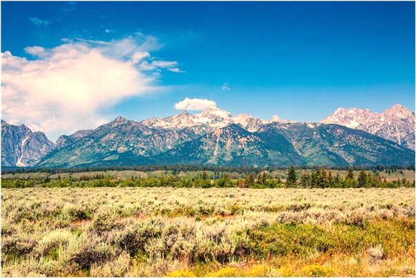 夢到我了烏雞小雞是什麼啟示_周公解夢官網