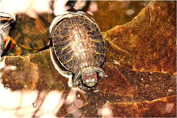 夢見抓父親的奸會是什麼預兆_周公解夢官網