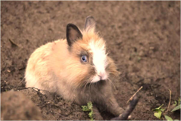 夢到了兩女一男做愛是什麼預兆_周公解夢官網