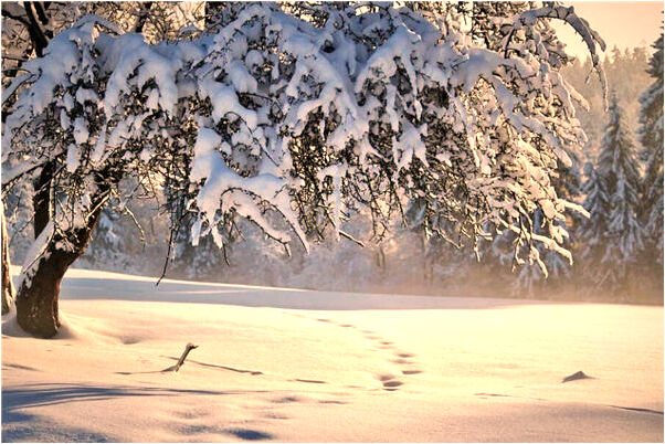 夢見別人食指段了一截什麼預兆_周公解夢官網