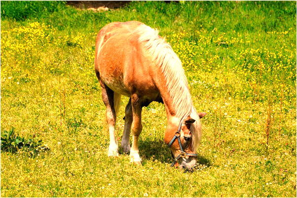 夢到大串葡萄摔壞是好事還是壞事_周公解夢官網