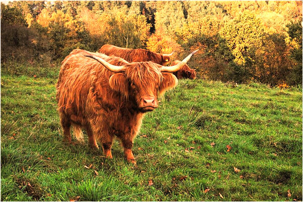 夢到古裝戲裡的人在溝心斗角預示什麼_周公解夢官網