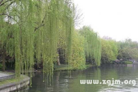 Dream of willow