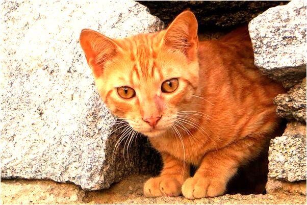 夢到了紅色頭髮會怎么樣_周公解夢官網