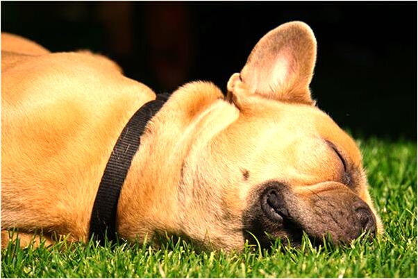 夢見女生採花怎么說_周公解夢官網