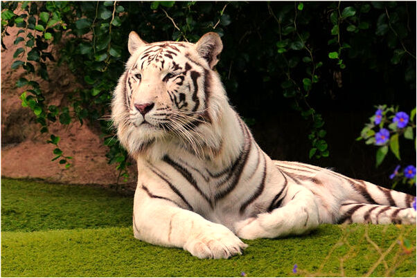 夢見過元旦有什麼預兆_周公解夢官網