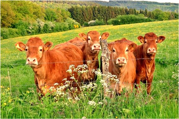 夢見找到藏著的小孩是怎么回事_周公解夢官網