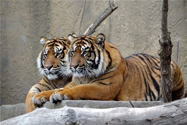 夢到老虎吃肉有什麼說法_周公解夢