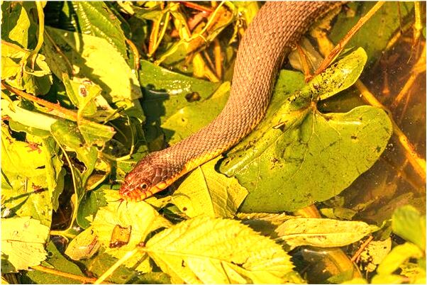 夢到老人中風有什麼含義_周公解夢官網