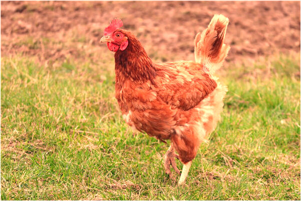 夢見種莊家會怎么樣_周公解夢官網