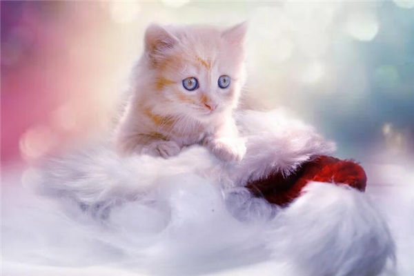 夢見貓是好事還是壞事_周公解夢