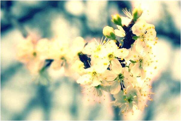 夢見自己打死貓是啥意思_周公解夢官網