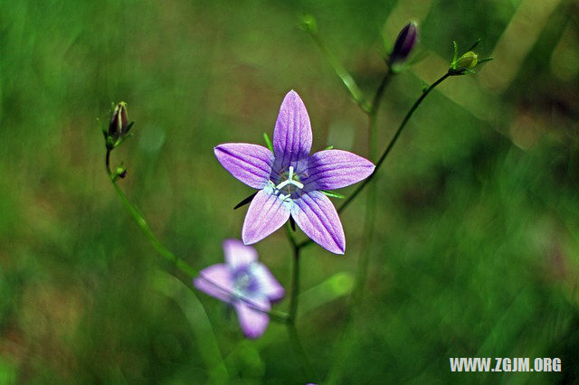 夢見莊稼地邊上有蔬菜_周公解夢夢到莊稼地邊上有蔬菜是什麼意思_做夢夢見莊稼地邊上有蔬菜好不好_周公解夢官網