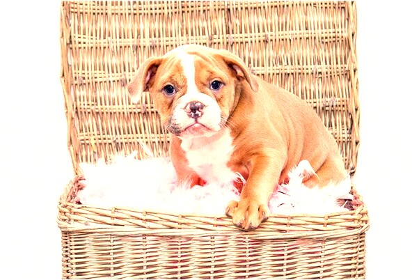 夢到同事用菜刀砍我沒出血是什麼兆頭_周公解夢官網