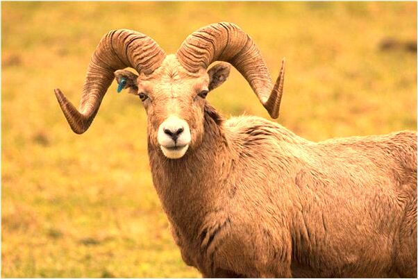 夢到飄洋過海參加婚禮有什麼意思_周公解夢官網