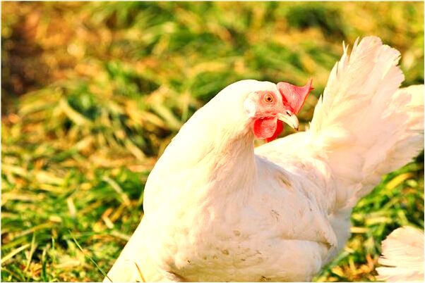 夢到太陽月亮並排預示著什麼_周公解夢官網