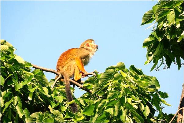 夢見買了好多西瓜怎么樣_周公解夢官網