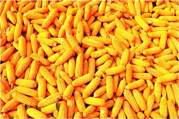 夢見老男人很寬容自己是什麼兆頭_周公解夢官網