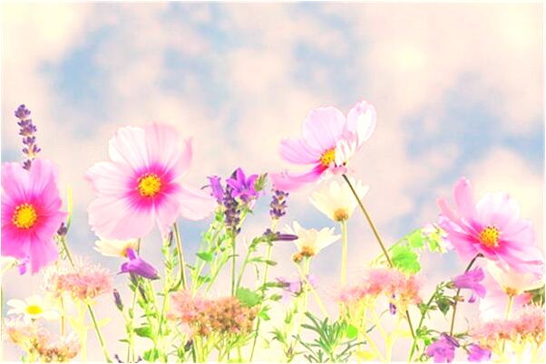 夢見白鵝叼住我手的預兆_周公解夢官網