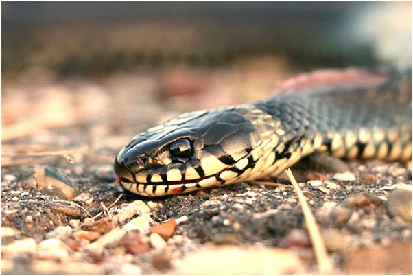 夢到了偶遇故友預示什麼_周公解夢官網