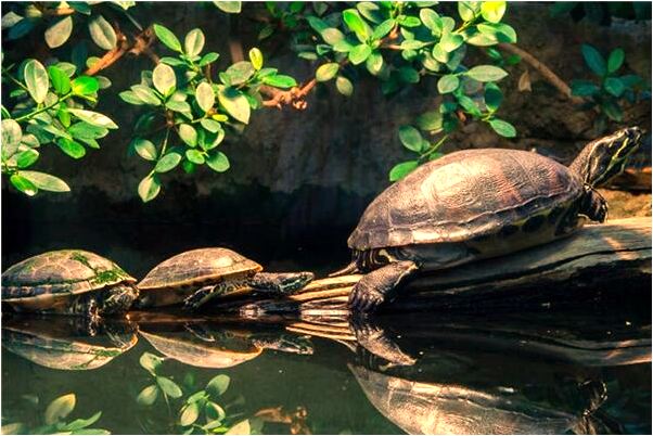 夢到了養了一隻羊有什麼意義嗎_周公解夢官網