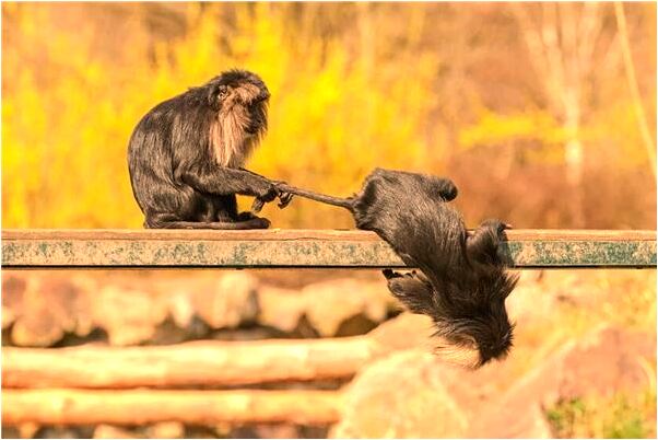 夢到了和同學生氣是咋回事_周公解夢官網