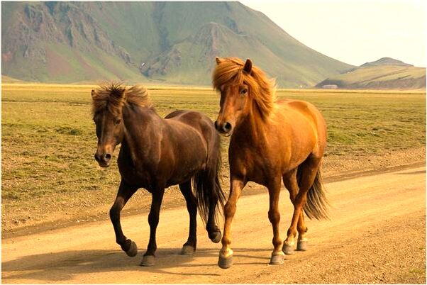 夢到狗把大樹撞到有什麼寓意嗎？_周公解夢官網