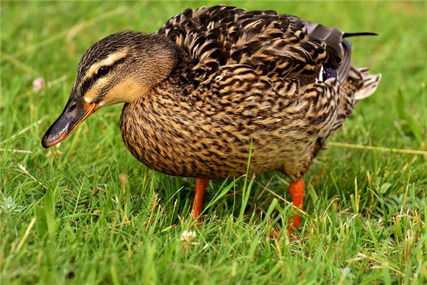 夢到鴨子屎的預兆_周公解夢