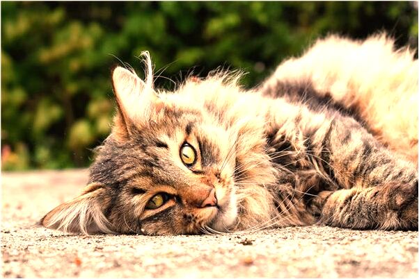 夢到了別人的老公喜歡我是吉兆嗎?_周公解夢官網