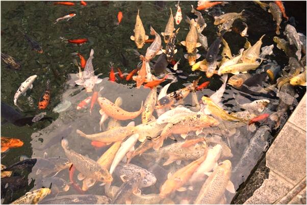 夢到了山腳邊有死魚有何寓意_周公解夢官網