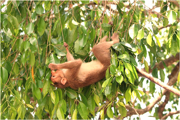 夢到和小孩吃葡萄預示了什麼_周公解夢官網