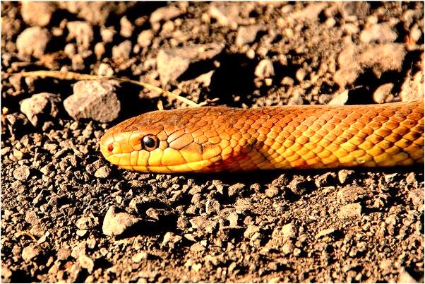 夢到了親人有災難是什麼啟示_周公解夢官網