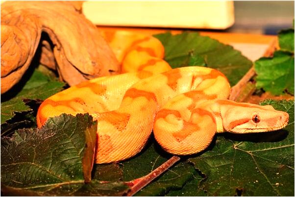 夢見裝在車上的貨物被偷了意味什麼_周公解夢官網