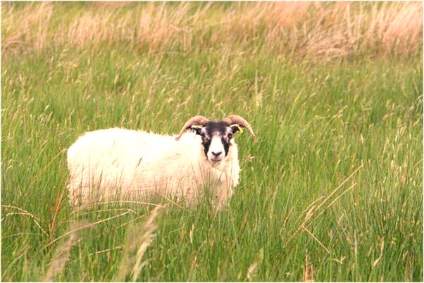 夢見老闆批准辭職是什麼預兆？_周公解夢官網