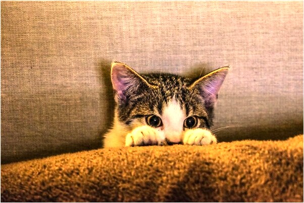 夢見爬山上看見大片河水意味著什麼_周公解夢官網