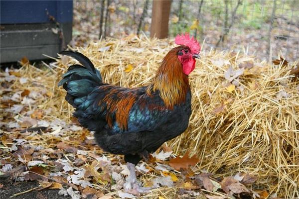 夢見大公雞啄自己_周公解夢