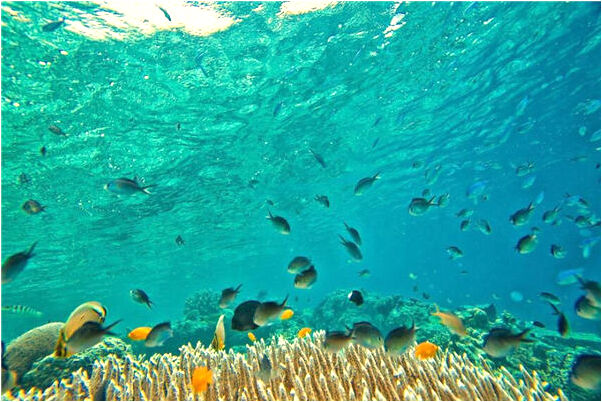 夢到了游泳池裡的魚是啥預兆_周公解夢官網