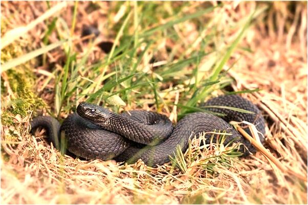 夢見老婆是前女友預示什麼_周公解夢官網