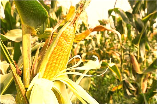 夢到了和女朋友被人追會有什麼預兆_周公解夢官網