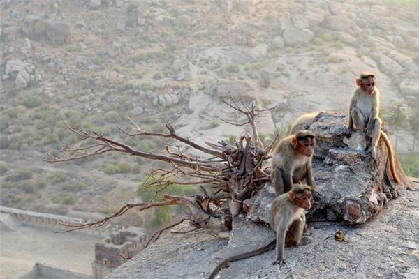 92年屬什麼_十二生肖